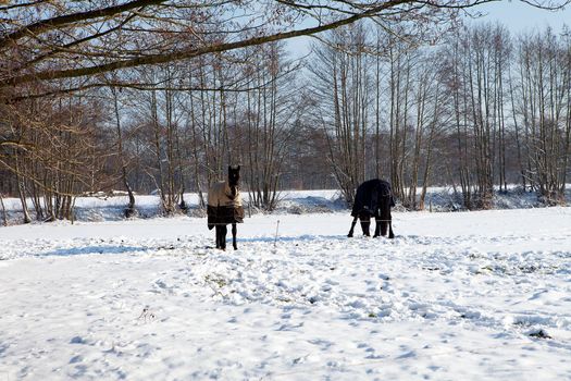 Two horses standing in snow on winter landscape 