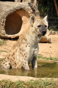 The spotted hyena also known as laughing hyena, is a carnivorous mammal.