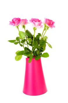 Bouquet of roses in pink vase over white background