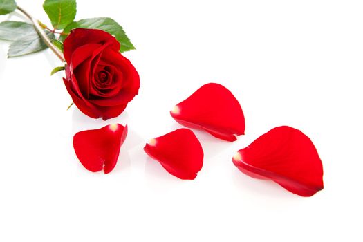 Red rose with fallen leaves over white background