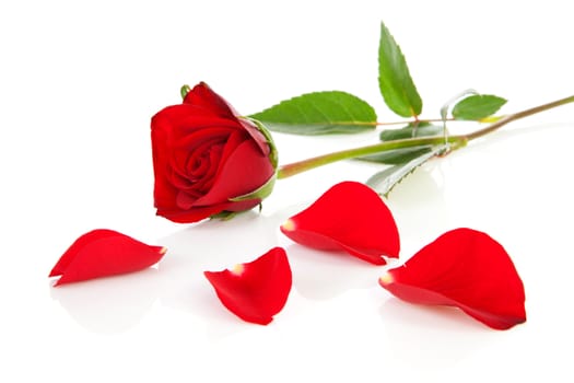 Red rose with fallen leaves over white background