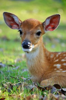 The Sika deer is one of the few deer species that does not lose its spots upon reaching maturity.