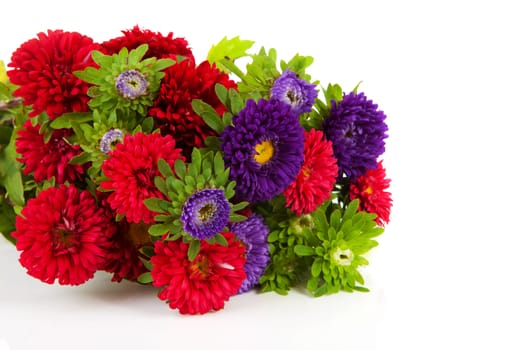 Bouquet of colorful Asters flowers over white background