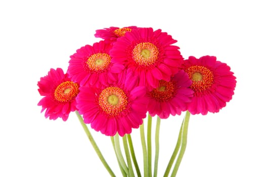 Bouquet of pink  Gerber flowers over white background
