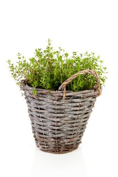 Fresh oregano herb in bucket over white background