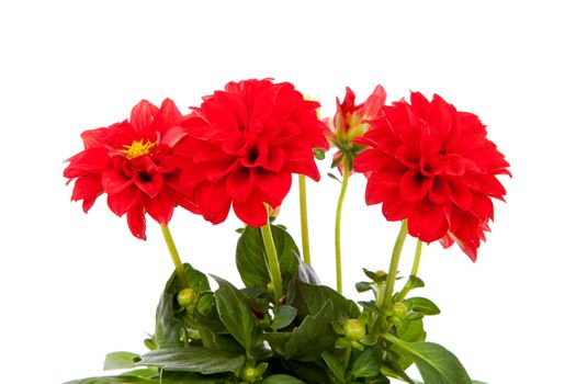 Red Dahlia flower in closeup over white background