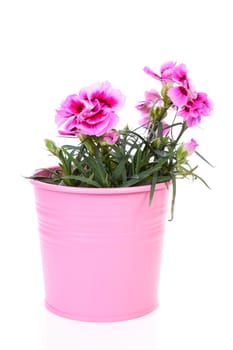 Pink Carnation flower in pot over white background