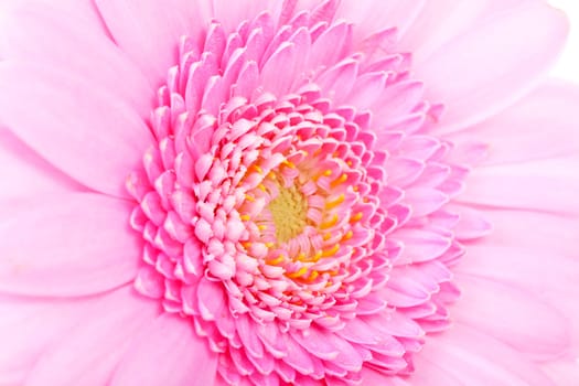 Heart of pink Gerber flower in closeup