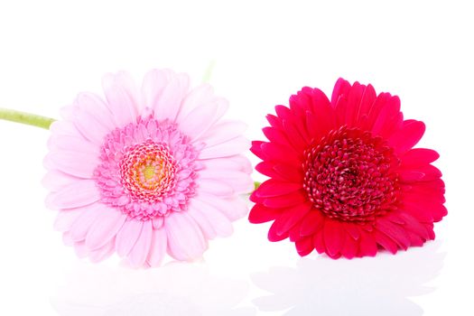 Two pink Gerber flowers over white background