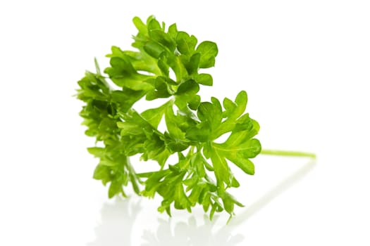 Macro of fresh parsley over white background