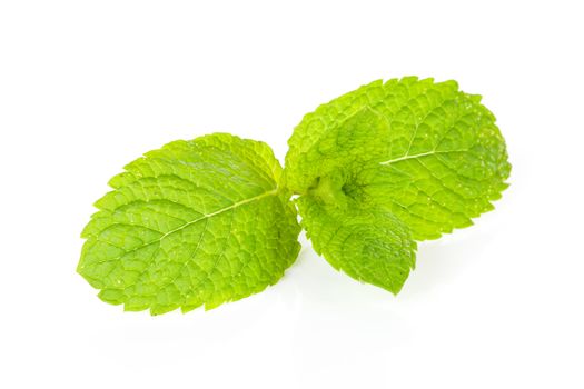 Fresh mint leaf in closeup over white background