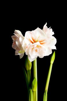white Amaryllis flower in closeup over black background