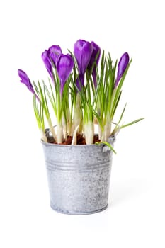 Purple Crocus flowers in zink pot over white background