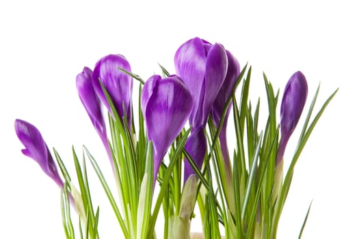 Purple Crocus flowers in closeup over white background