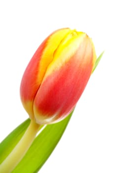 Head of Dutch tulip flower in closeup over white background