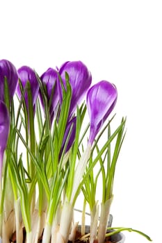 Purple Crocus flowers in closeup over white background