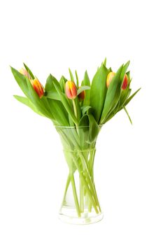 Bouquet of Dutch tulips over white background
