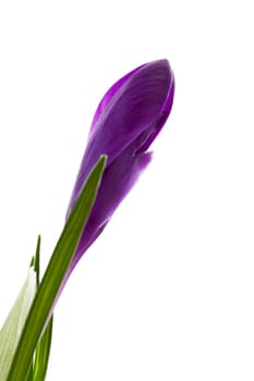 Purple Crocus flower in closeup over white background
