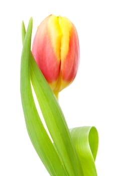 Head of Dutch tulip flower in closeup over white background