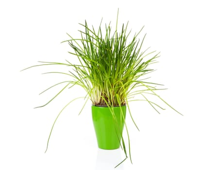 fresh chives in green pot on white background