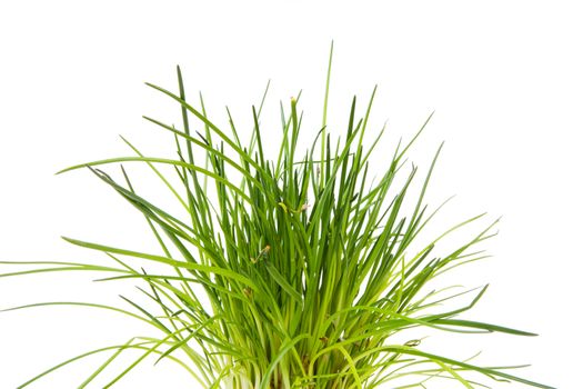 fresh chives in closeup on white background