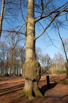 Strange tree with knot in forest against blue sky