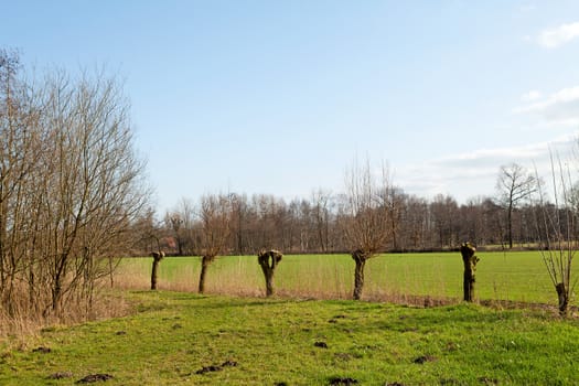 Typical Dutch landscape with pollard willow trees on sunny day
