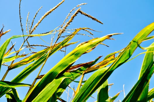 Corn field