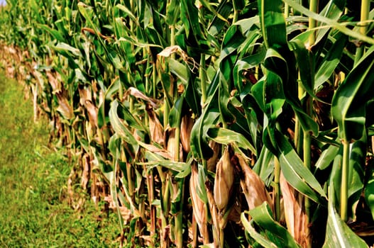 Corn field