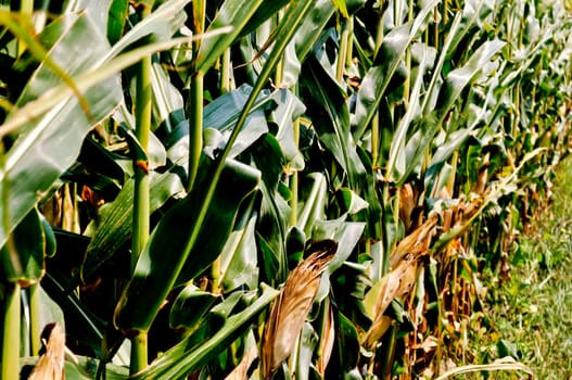 Corn field