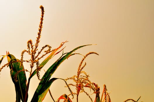 Corn field