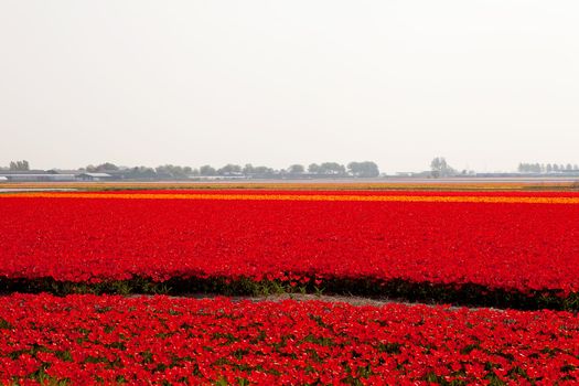 Typical Dutch bulb field with red tulips 