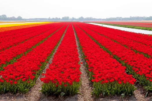 Typical Dutch bulb field with red tulips