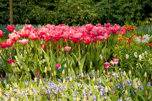 Beautiful pink Dutch tulips in Keukenhof garden