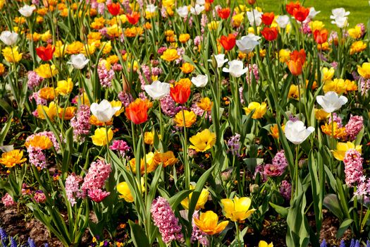 Dutch bulb field with colorful tulips and hyacinths in closeup