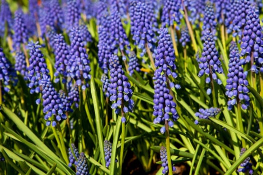 Muscari botryoides flowers, also known as blue grapes, in closeup