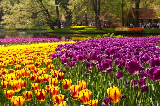 Beautiful colorful Dutch tulips in Keukenhof garden