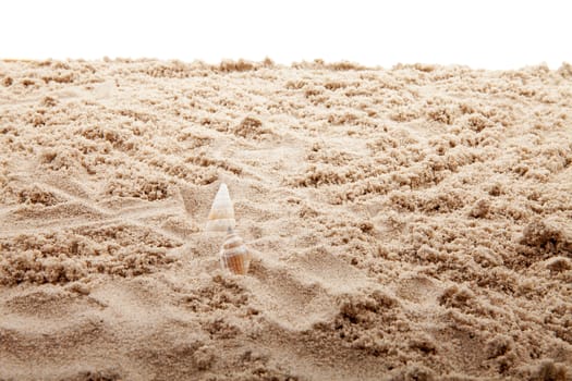 Beach sand in closeup with shells over white background