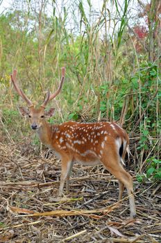 The Sika Deer, Cervus nippon, also known as the Spotted Deer or the Japanese Deer, is a species of deer native to much of East Asia and introduced to various other parts of the world.