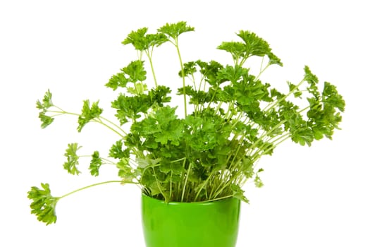 Fresh parsley in pot over white background