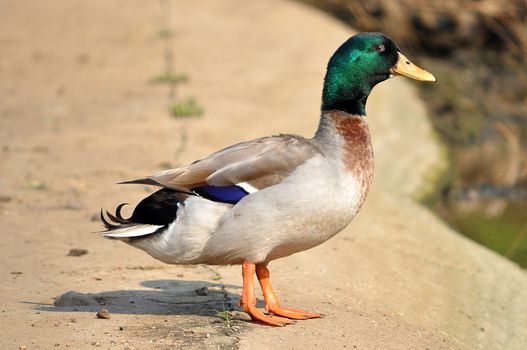 The male birds have a bright green or blue head, while the female's is light brown.