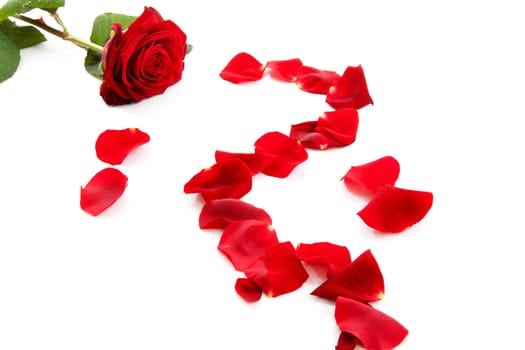 Red rose with fallen leaves over white background 
