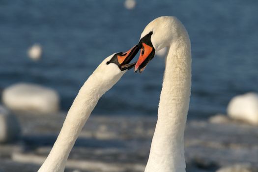 Two white swans on a background of the sea