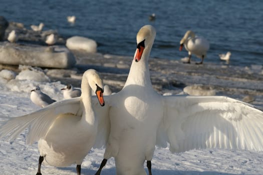 One swan under a wing at the second swan