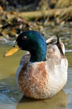 The male birds have a bright green or blue head, while the female's is light brown.