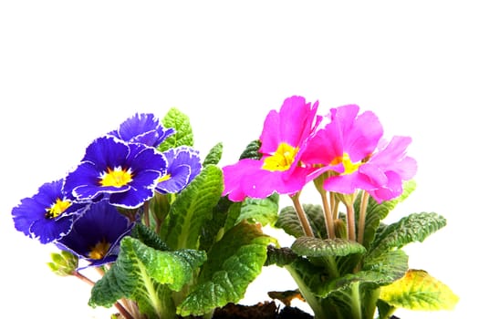 Colorful Primula flowers in closeup over white background