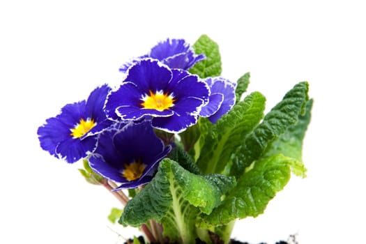 Purple Primula flowers in closeup over white background