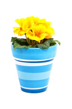 Yellow Primula flowers in blue pot over white background