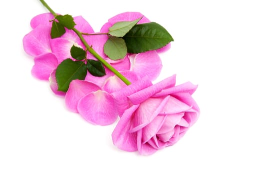 Pink rose and heart shape made out of leaves over white background