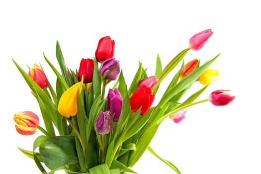 Bouquet of colorful Dutch tulips over white background